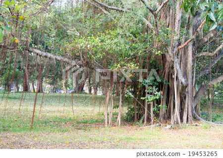 Big Banyan Tree Big Banyan Tree 19453265