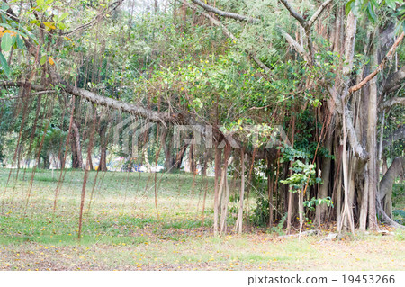 Big Banyan Tree Big Banyan Tree 19453266