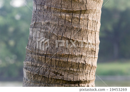 The trunk of a coconut tree 19453269