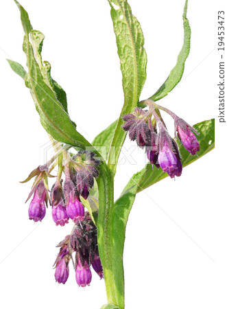 Comfrey (Symphytum officinale) Comfrey (Symphytum officinale) 19453473
