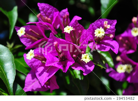 Lesser bougainvillea (Bougainvillea glabra) Lesser bougainvillea (Bougainvillea glabra) 19453482