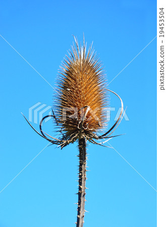 Fuller's teasel (Dipsacus fullonum) 19453504