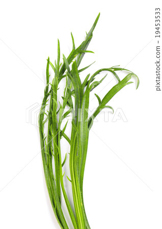 Minutina (Plantago coronopus) Minutina (Plantago coronopus) 19453533