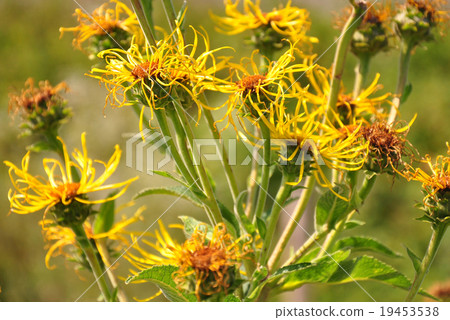 Elecampane (Inula helenium) Elecampane (Inula helenium) 19453538