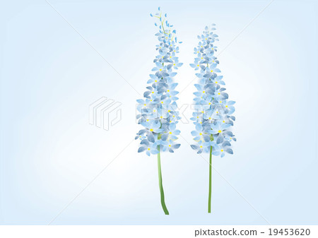 Delphinium flower blue color vector illustration Delphinium flower blue color vector illustration 19453620
