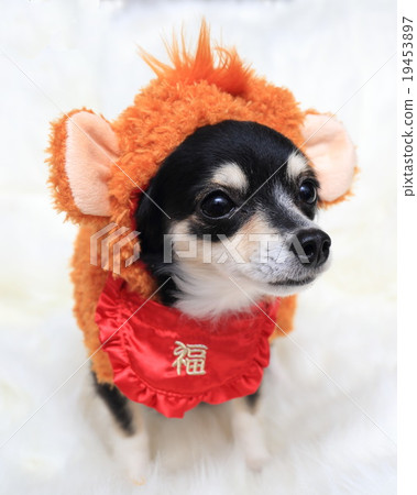 狗假裝是一隻猴子 狗假裝是一隻猴子 19453897