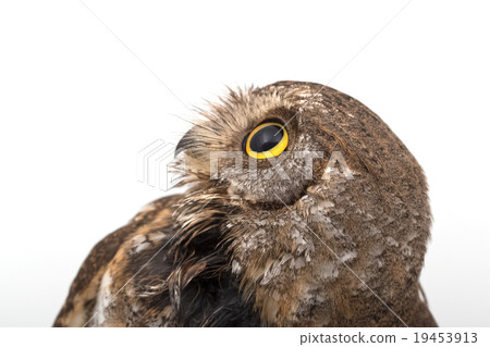 Oriental scops owl isolate on white background 19453913