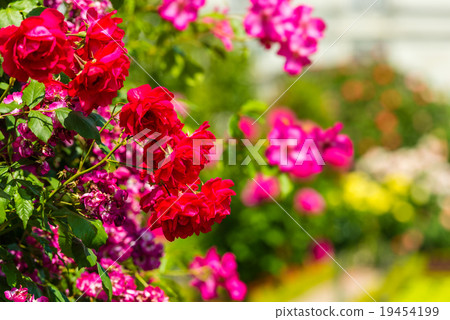 Bush of beautiful roses in a garden Bush of beautiful roses in a garden 19454199