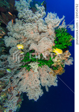 Underwater Coral Reef 19454782