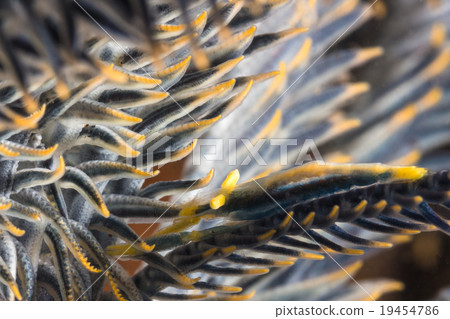 Crinoid Shrimp on Feater Star 19454786