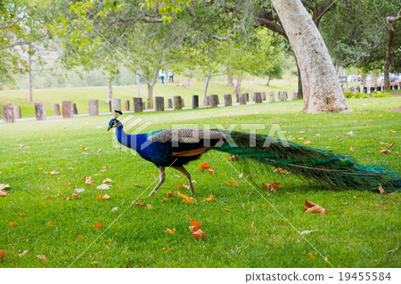 Peacock male in the park Peacock male in the park 19455584