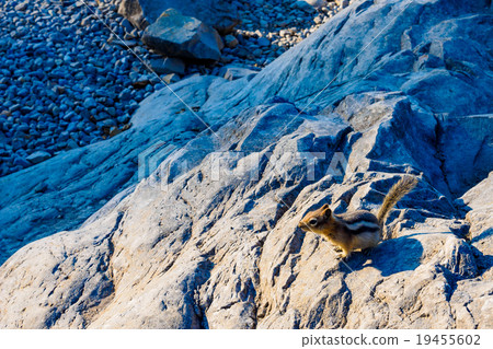 squirrel on a rock squirrel on a rock 19455602