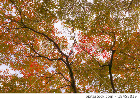Autumn leaves of Longfuku-ji 19455819