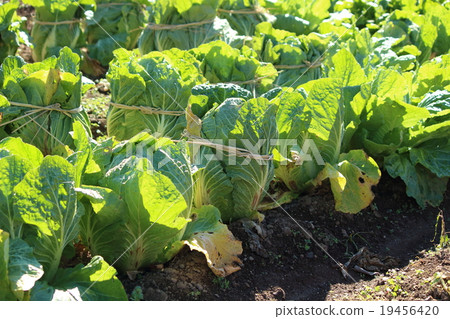 Chinese cabbage harvest 19456420