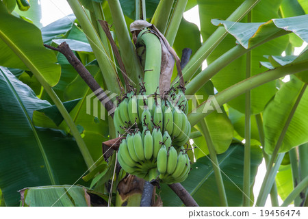 The raw  bunch of bananas and their leaves 19456474