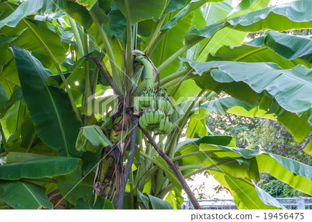 The raw  bunch of bananas and their leaves 19456475