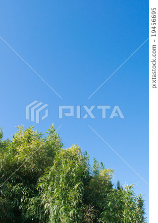 Shinodake and blue sky copy space 3 19456695