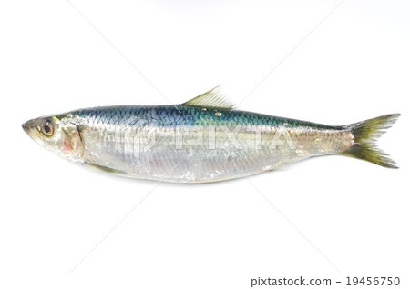 整個鯡魚 整個鯡魚 19456750