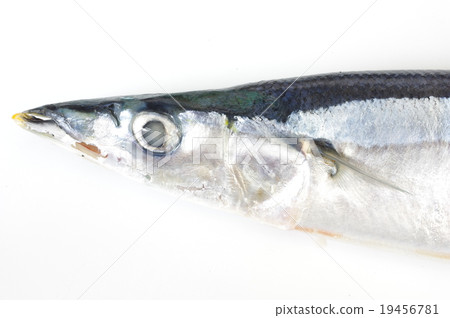 Sanma (Autumn sweetfish) head 19456781