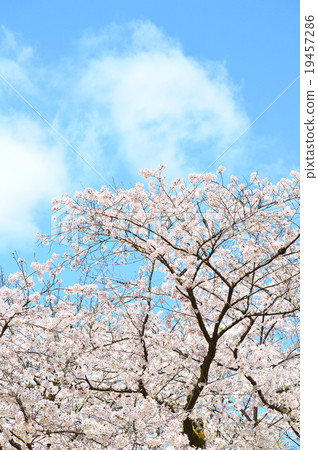 Cherry Blossoms	 19457286