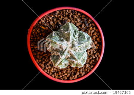 Star Cactus (Astrophytum Myriostigma cv. Fukuryu) Star Cactus (Astrophytum Myriostigma cv. Fukuryu) 19457365