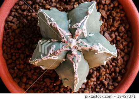 Star Cactus (Astrophytum Myriostigma cv. Fukuryu) Star Cactus (Astrophytum Myriostigma cv. Fukuryu) 19457371