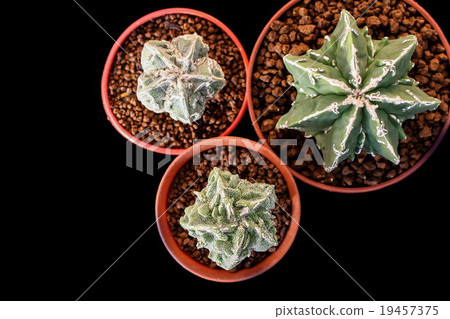 Star Cactus (Astrophytum Myriostigma cv. Fukuryu) Star Cactus (Astrophytum Myriostigma cv. Fukuryu) 19457375