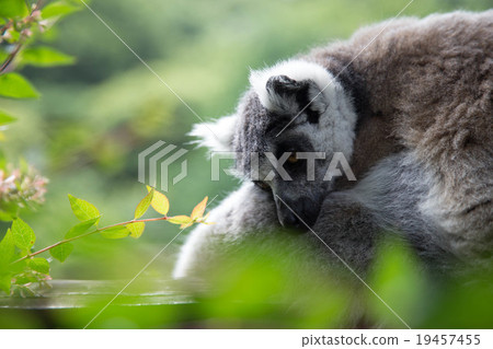 下午飛過的狐猴 下午飛過的狐猴 19457455