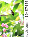 Chumne翡翠蜂鳥 19457456