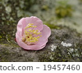 粉紅梅花單輪 19457460
