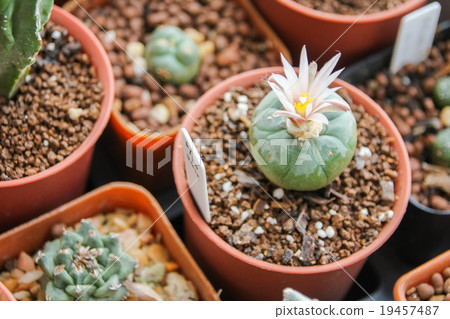 Flower of Lophophora koehresii cactus Flower of Lophophora koehresii cactus 19457487