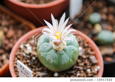 Flower of Lophophora koehresii cactus 19457489