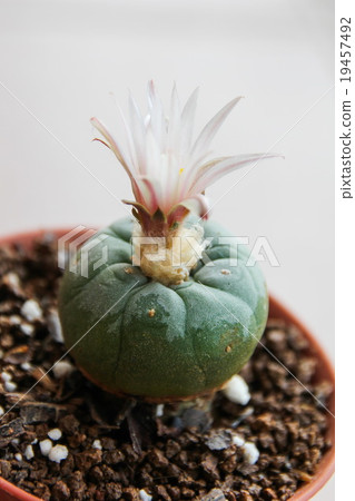 Flower of Lophophora koehresii cactus 19457492