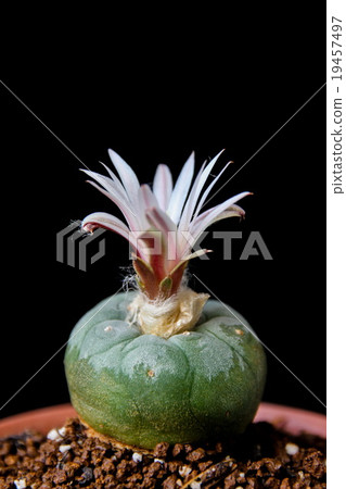 Flower of Lophophora koehresii cactus Flower of Lophophora koehresii cactus 19457497