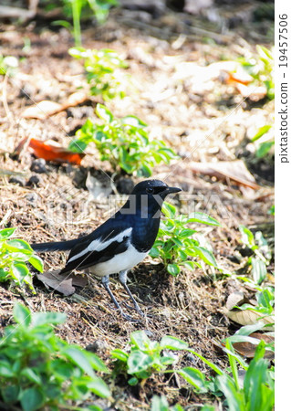 Oriental magpie robin (Male) 19457506