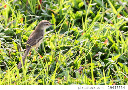 Plain Prinia 19457534