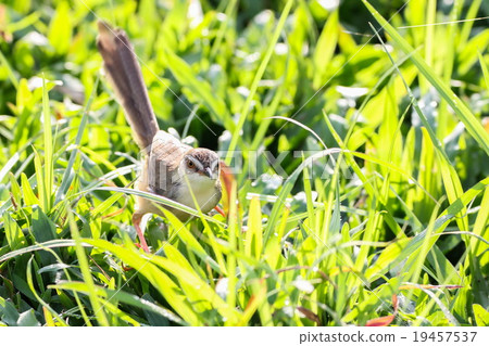 Plain Prinia Plain Prinia 19457537