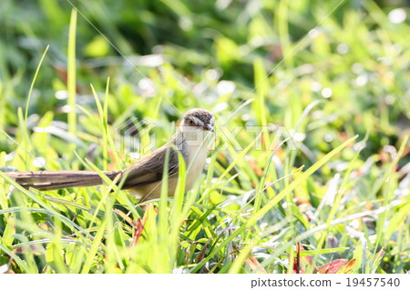Plain Prinia 19457540