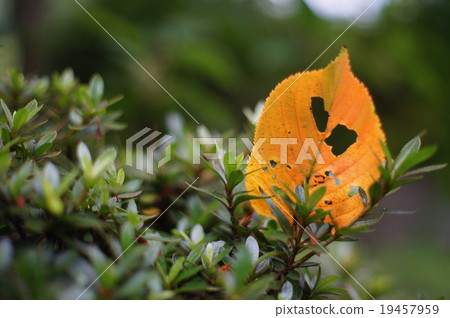 Fallen leaves  19457959