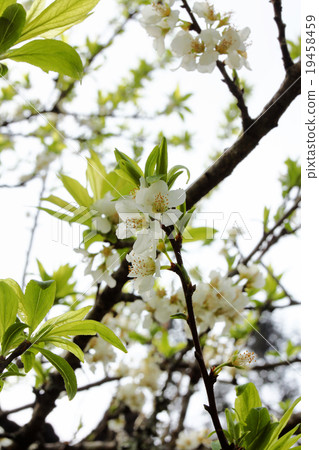 Flowers of the cherry blossoms on a spring day Flowers of the cherry blossoms on a spring day 19458459