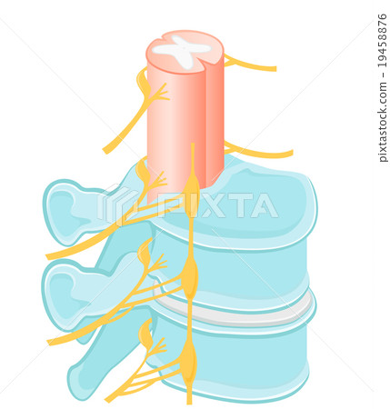 Structure of the back bone 19458876
