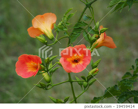 Nausuz Kazura Nausuz Kazura 19459414