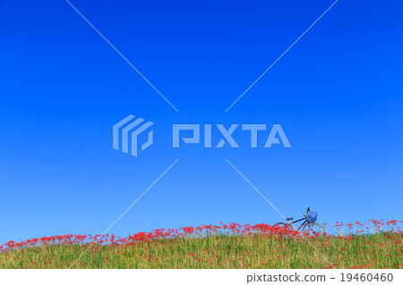 Early morning starfish 19460460