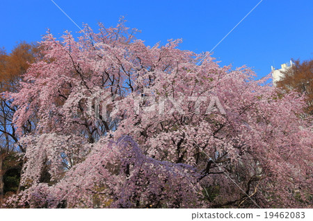 在Rokugien的櫻花 在Rokugien的櫻花 19462083