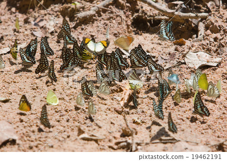 Group of butterflies common jay eaten mineral. Group of butterflies common jay eaten mineral. 19462191