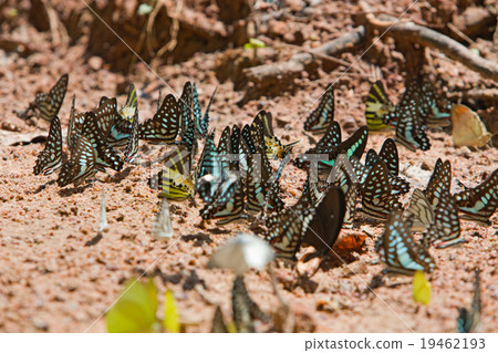 Group of butterflies common jay eaten mineral. 19462193