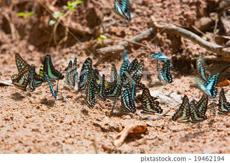 Group of butterflies common jay eaten mineral. Group of butterflies common jay eaten mineral. 19462194
