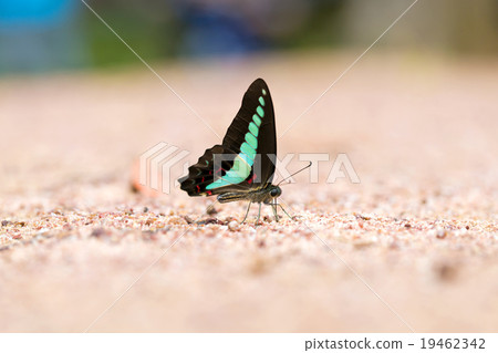 Butterfly common jay eaten mineral on sand. 19462342