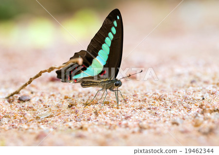 Butterfly common jay eaten mineral on sand. 19462344