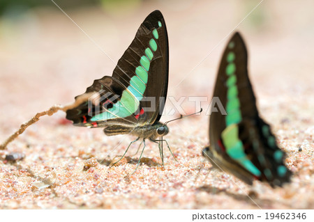 Butterfly common jay eaten mineral on sand. 19462346